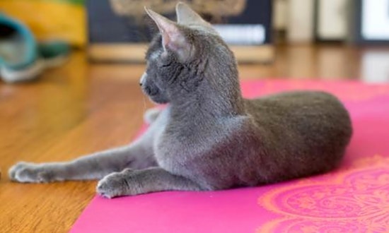 Want to adopt a pet? Here are 4 charming cats to adopt now in San Jose