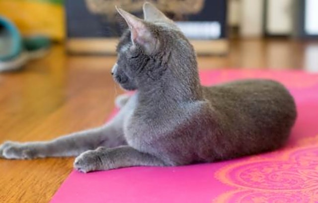 Want to adopt a pet? Here are 4 charming cats to adopt now in San Jose