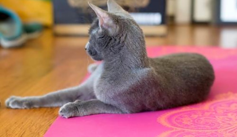 Want to adopt a pet? Here are 4 charming cats to adopt now in San Jose