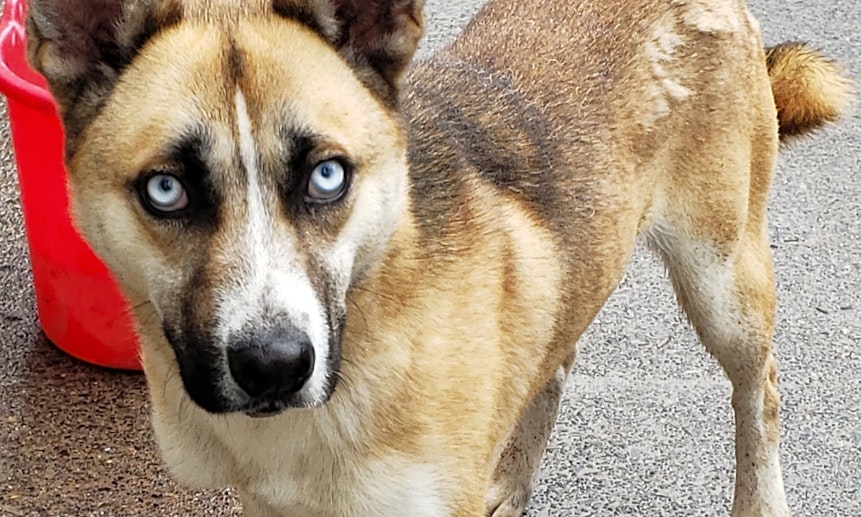 Want to adopt a pet? Here are 3 lovable pups to adopt now in Portland