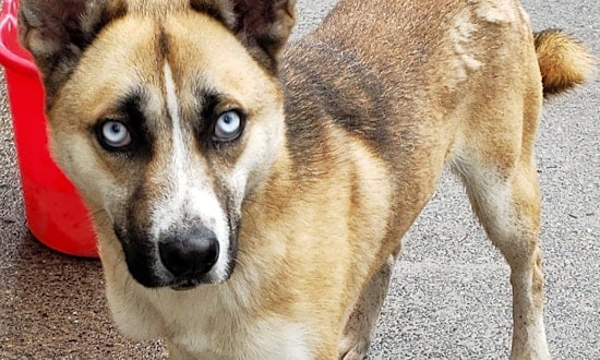 Want to adopt a pet? Here are 3 lovable pups to adopt now in Portland