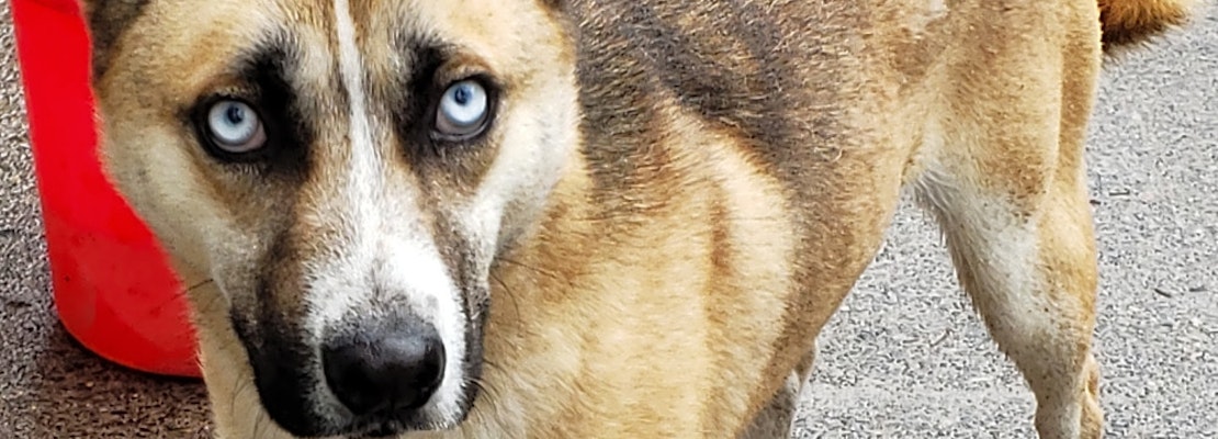Want to adopt a pet? Here are 3 lovable pups to adopt now in Portland