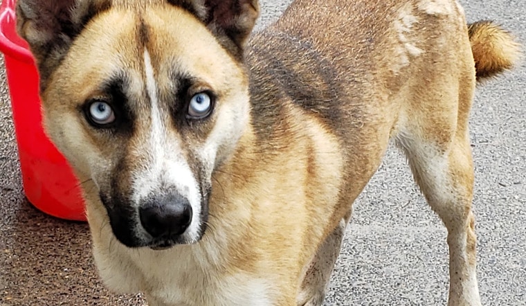 Want to adopt a pet? Here are 3 lovable pups to adopt now in Portland