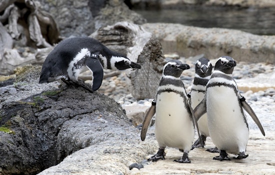 San Francisco Zoo gets go-ahead to reopen next week
