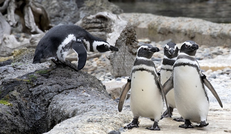 San Francisco Zoo gets go-ahead to reopen next week