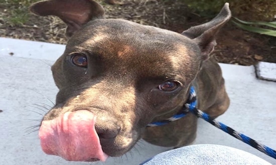 4 delightful doggies to adopt now in Indianapolis