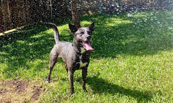 These Fort Worth-based dogs are up for adoption and in need of good homes