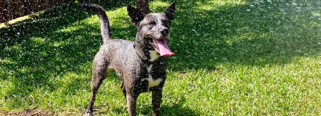 These Fort Worth-based dogs are up for adoption and in need of good homes