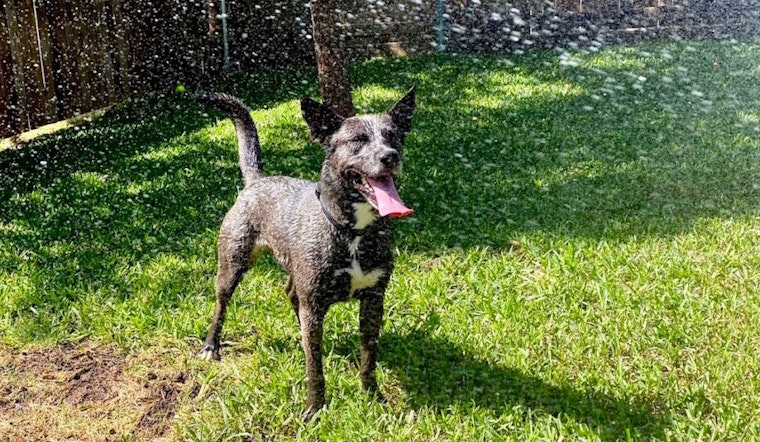 These Fort Worth-based dogs are up for adoption and in need of good homes