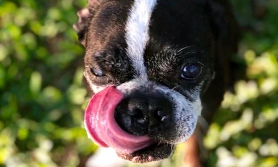 Always wanted a pet? Here are 4 snuggly canines ready to adopt now in Plano