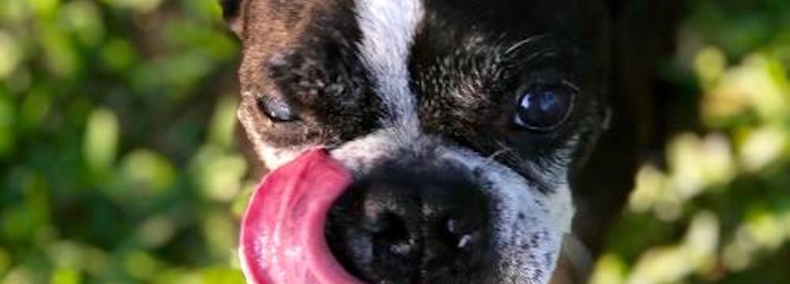 Always wanted a pet? Here are 4 snuggly canines ready to adopt now in Plano