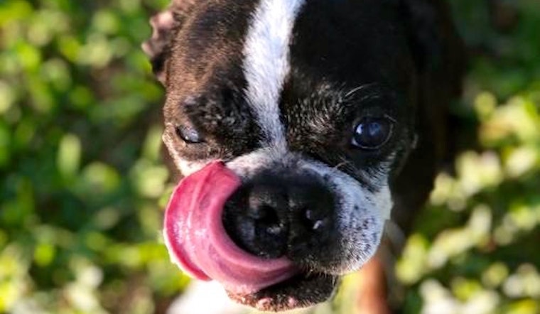 Always wanted a pet? Here are 4 snuggly canines ready to adopt now in Plano