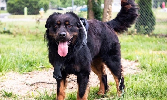3 lovable pups ready to adopt now in Arlington
