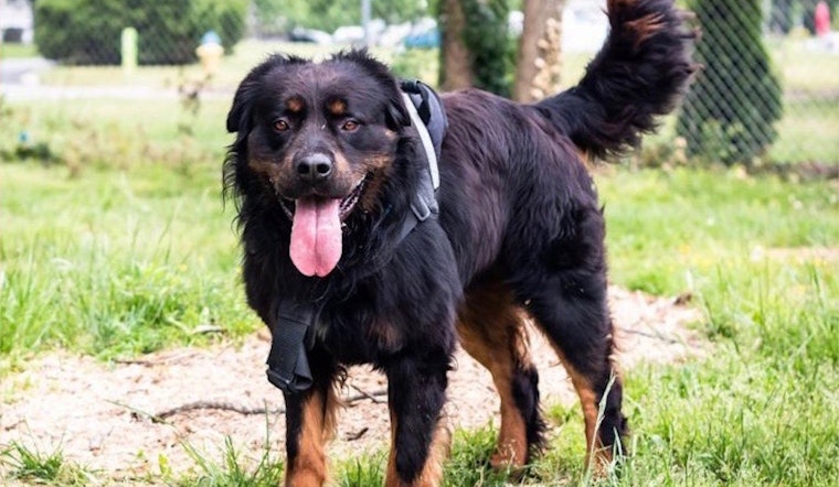 3 lovable pups ready to adopt now in Arlington