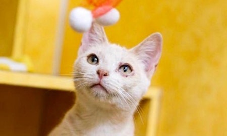 These cheeky Austin-based cats are up for adoption and in need of good homes