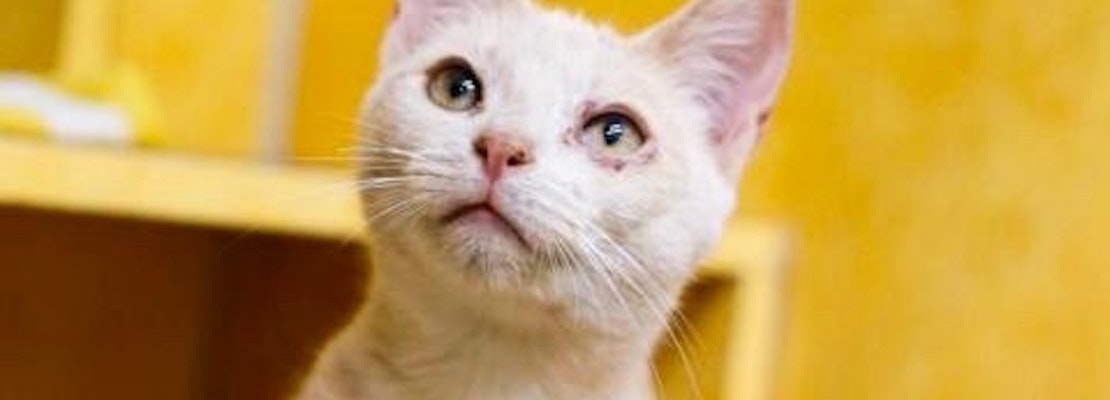These cheeky Austin-based cats are up for adoption and in need of good homes