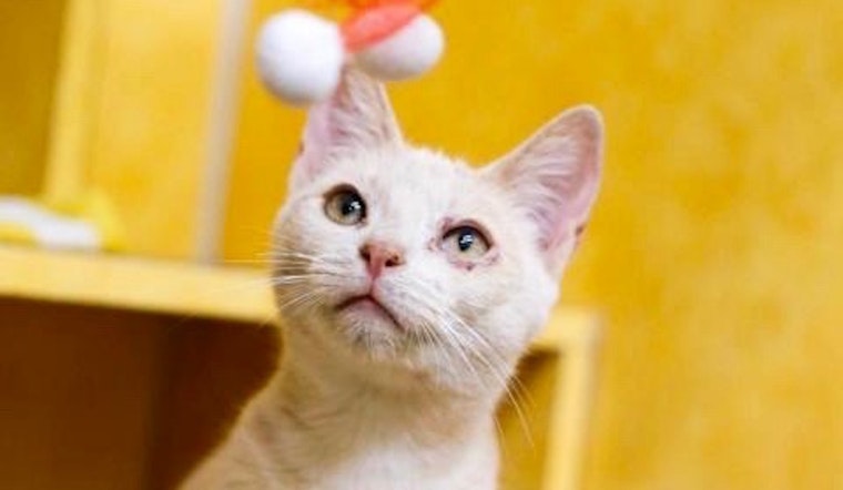 These cheeky Austin-based cats are up for adoption and in need of good homes