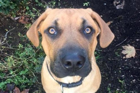 7 delightful doggies to adopt now in Seattle