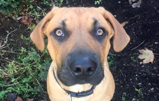 7 delightful doggies to adopt now in Seattle