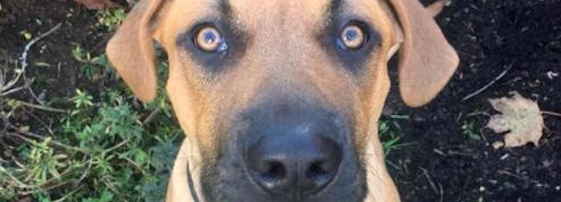 7 delightful doggies to adopt now in Seattle