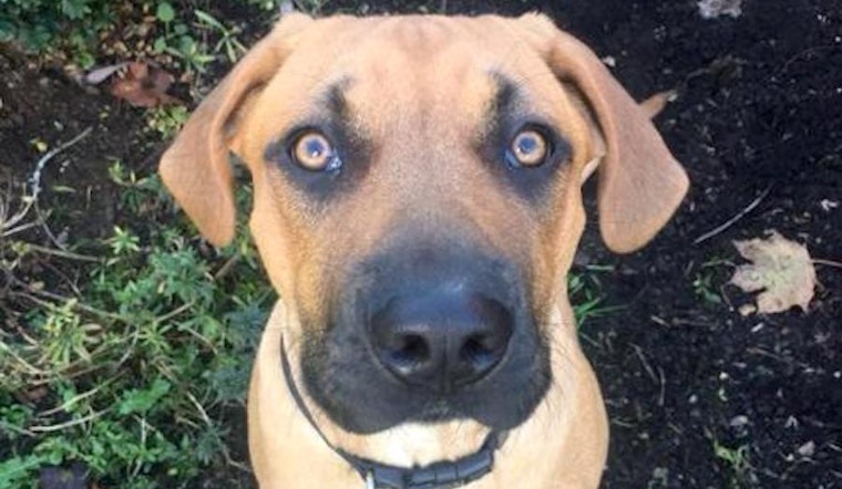 7 delightful doggies to adopt now in Seattle