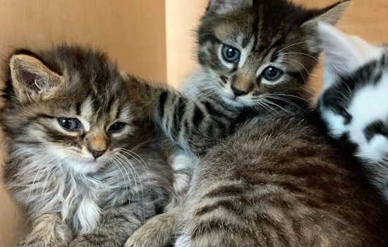 Hayes Valley business briefs: KitTea returns with kitten room; Dish Clothing, Ernest Alexander close