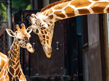 5 options for stay-at-home fun in SF & Oakland: Saturday, July 25 & Sunday, July 26