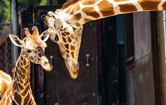 5 options for stay-at-home fun in SF & Oakland: Saturday, July 25 & Sunday, July 26