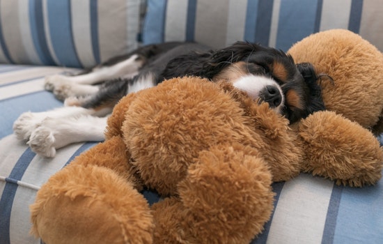 5 options for stay-at-home fun in SF & Oakland: Friday, July 31