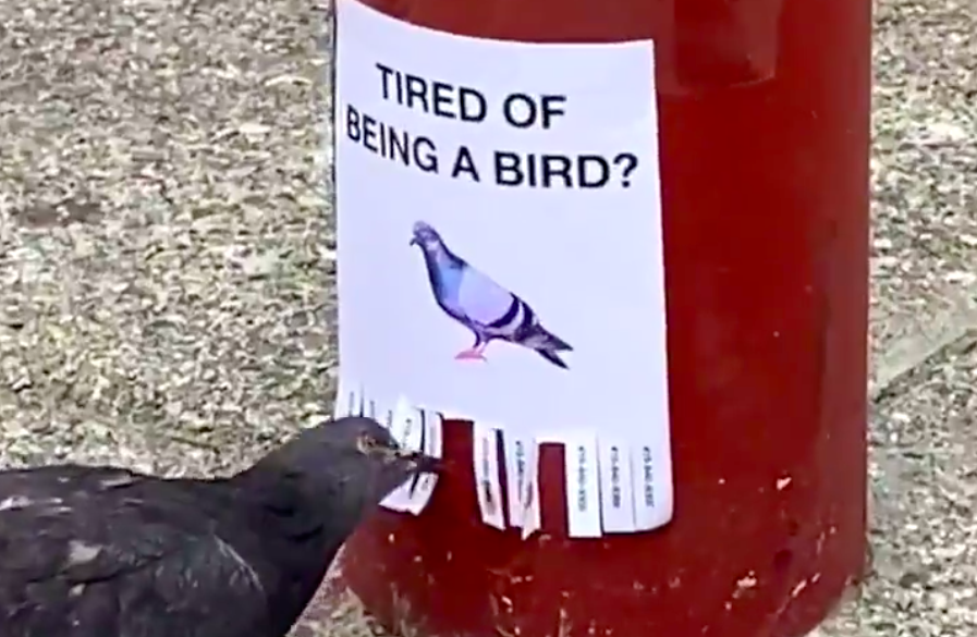 From pigeon ads to panoramic hot dogs, artist uses San Francisco as
