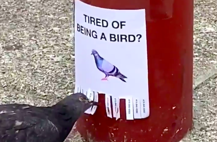 From pigeon ads to panoramic hot dogs, artist uses San Francisco as 'playground' for viral videos