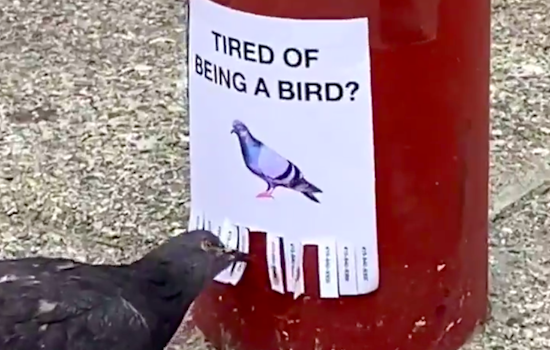 From pigeon ads to panoramic hot dogs, artist uses San Francisco as 'playground' for viral videos