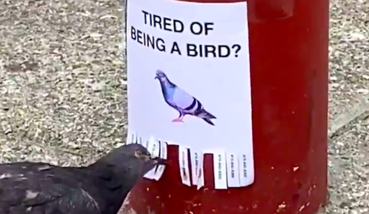 From pigeon ads to panoramic hot dogs, artist uses San Francisco as 'playground' for viral videos