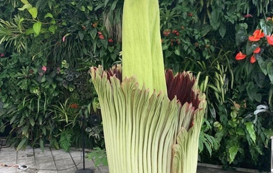 SF's famed 'corpse flower' is in bloom — and you can visit it safely