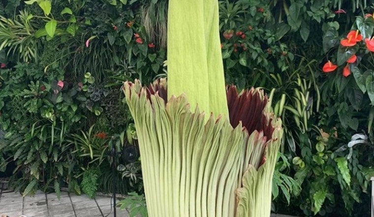 SF's famed 'corpse flower' is in bloom — and you can visit it safely