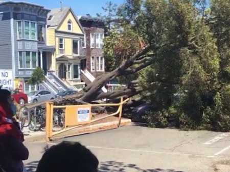Two prominent Panhandle trees collapse in unrelated incidents
