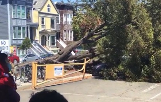 Two prominent Panhandle trees collapse in unrelated incidents