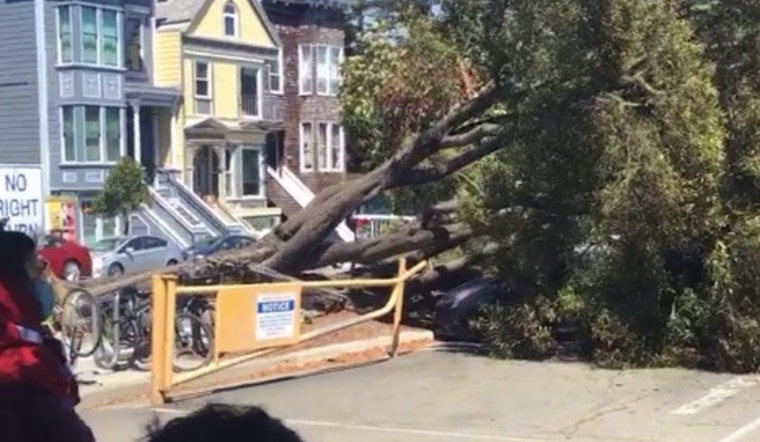 Two prominent Panhandle trees collapse in unrelated incidents