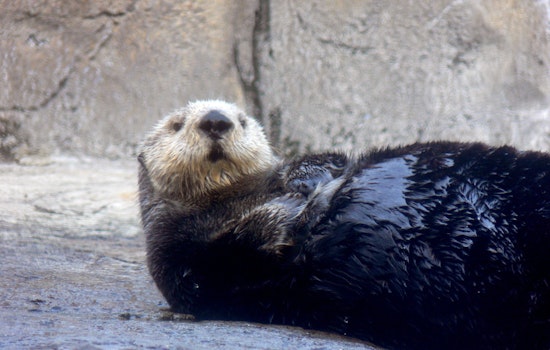 5 options for stay-at-home fun in SF & Oakland: Thursday, September 24