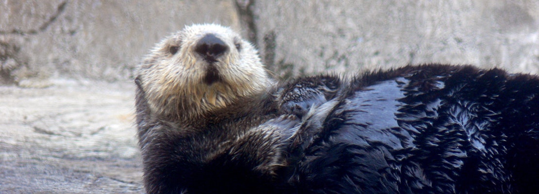 5 options for stay-at-home fun in SF & Oakland: Thursday, September 24