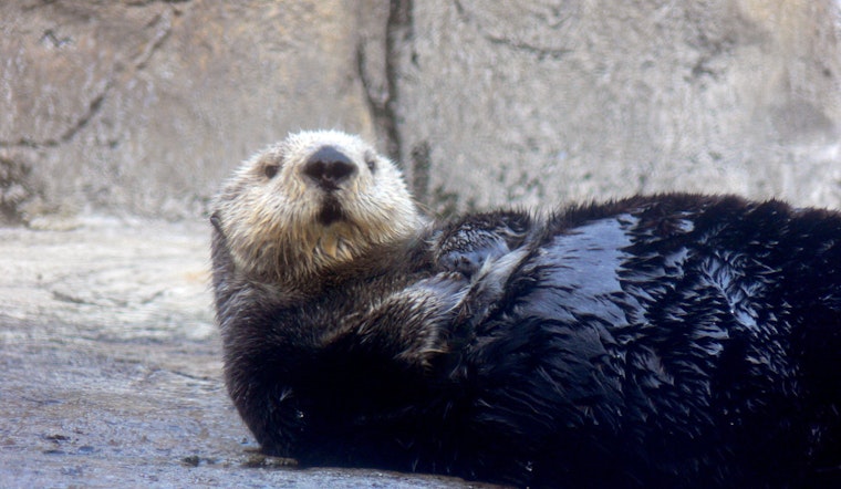 5 options for stay-at-home fun in SF & Oakland: Thursday, September 24