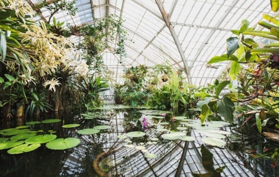 San Francisco Conservatory of Flowers, Cal Academy of Science set reopening dates for October