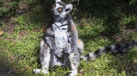 [Update] Endangered lemur from SF Zoo found safe in Daly City