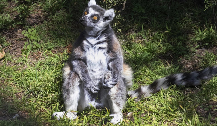 [Update] Endangered lemur from SF Zoo found safe in Daly City