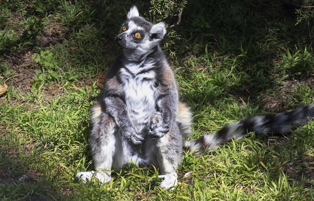 [Update] Endangered lemur from SF Zoo found safe in Daly City