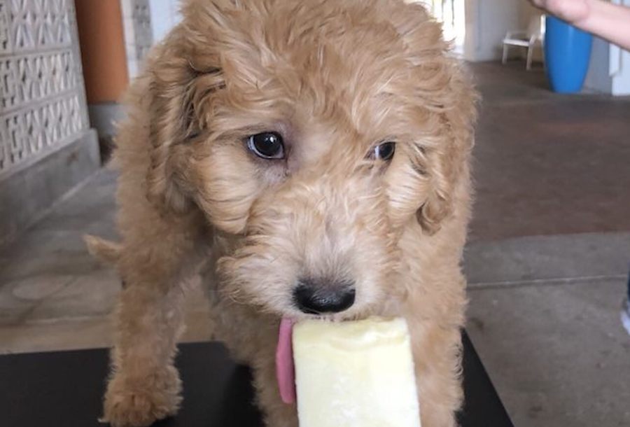 Steel City Pops brings specialty popsicles to Rice Village