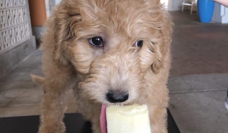 Steel City Pops brings specialty popsicles to Rice Village