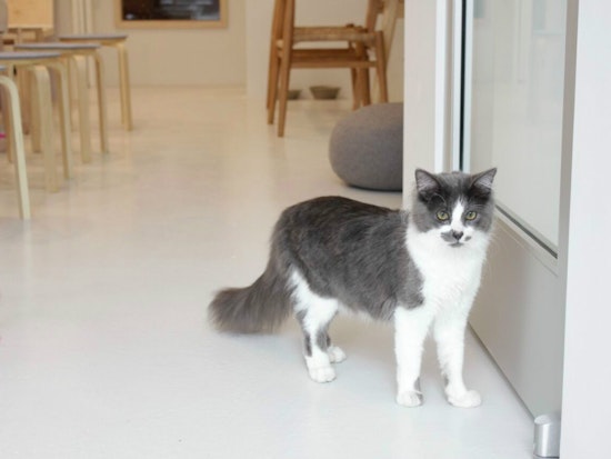 A First Look Inside KitTea, Hayes Valley's Cat Cafe