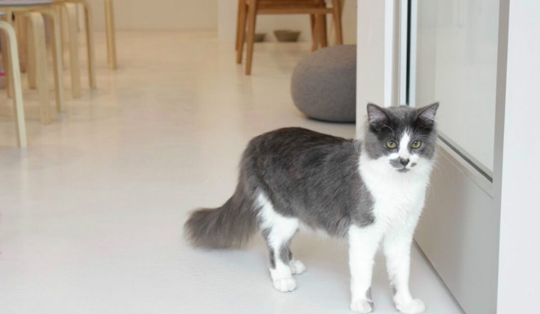 A First Look Inside KitTea, Hayes Valley's Cat Cafe