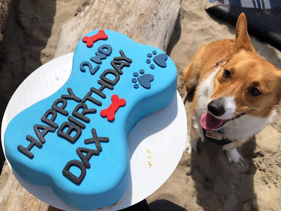 Dog friendly store bakery near me